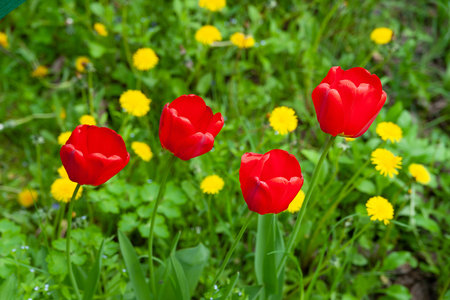 Red tulips. Red tulips on a background of green grass and yellow dandelions. Selective soft focus. Blooming wild flowers.の写真素材