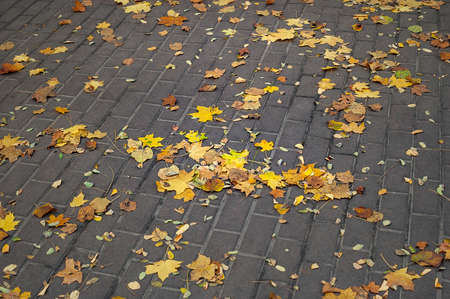 Autumn leaves. Yellow leaves on a park path in the autumn. Fallen leaves. Selective soft focus.の写真素材