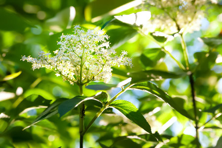Flowers of elderberry. Blossoming elder among the leaves in the garden. natural floral background. selective soft focus. Play of light and shadowの写真素材