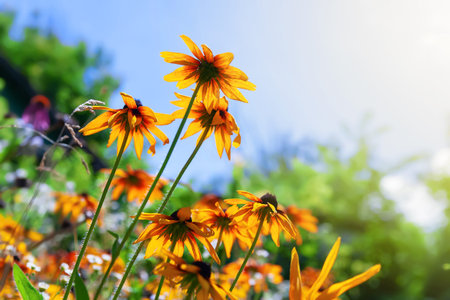 Flowers of Rudbeckia. Black-eyed Susan blooms. Blooming flowers in a rustic garden. floral wallpaper. selective soft focus.の写真素材
