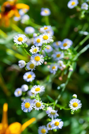 Flower of wild chamomile. field flower. Blooming meadow flower background. selective soft focus. floral wallpaper. Blurred background.の写真素材