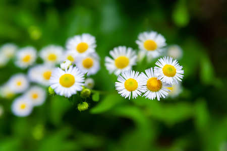 Chamomile wild flower. Blooming white meadow flower. Close up of a small wild flower. selective soft focus. floral wallpaper. Blurred backgroundの写真素材