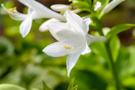 hosta flowers. Close-up of a white Hosta flower. Flowers in a flowerbed. flower wallpaper. selective soft focus. Shallow depth of field. Blurred backgroundの写真素材
