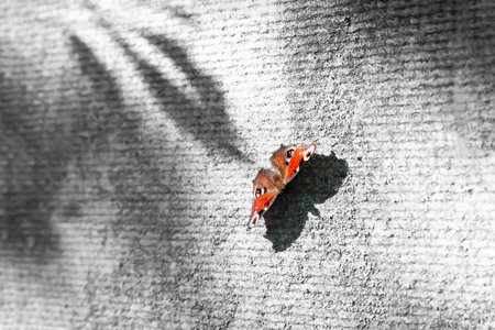red butterfly. Butterfly on an abstract background. selective soft focus. Shallow depth of field. Blurred backgroundの写真素材