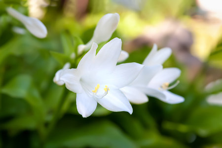 hosta flowers. Bush of white hosta flower. Flowers in a flower bed in the garden. floral background. selective soft focus. Shallow depth of field. Blurred backgroundの写真素材