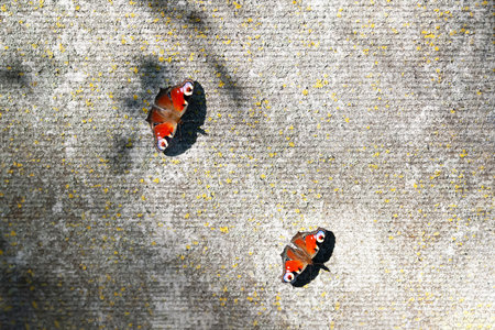 red butterfly. Two butterflies on an abstract contrasting background. The play of light and shadow. selective soft focus. Shallow depth of field. Blurred backgroundの写真素材