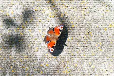 red butterfly. Butterfly on an abstract contrasting background. Play of light and shadow. selective soft focus. Small depth of field. Blurred backgroundの写真素材