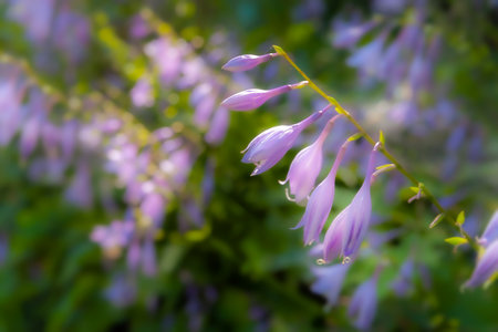 floral background. Blurred defocused natural background. hosta flowers. purple flowers. bokeh effectの写真素材