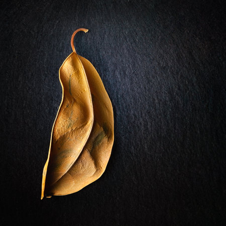 Dried leaf. Dry brown leaf. selective soft focus. Small depth of field. Heavily textured imageの写真素材