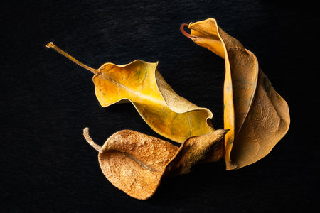 Dried leaves. Close-up of three dry brown leaves on a dark background. selective soft focus. Shallow depth of field. Heavily textured imageの写真素材