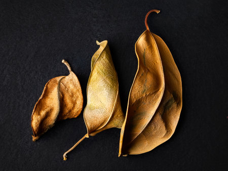 Dried leaves. Three dry brown leaves. selective soft focus. Shallow depth of field. Heavily textured imageの写真素材