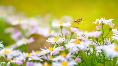 Flowers Asters. Bees over flowers. flowerbed. Asters bloom in autumn. selective soft focus. Shallow...