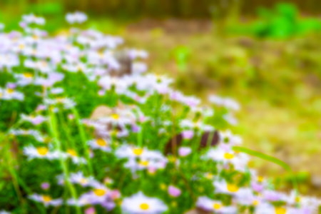 Flowers Asters. flowerbed. Blooming Asters in autumn with copy space. selective soft focus. Shallow...