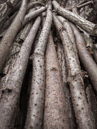 Stack of branches. Sawn branches. Firewood for a fire. A pile of firewood. wood harvesting