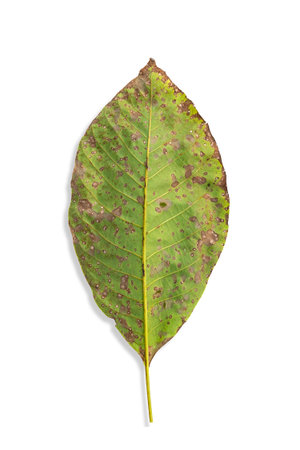 dry leaf. One drying green leaf isolated on white background. selective soft focus