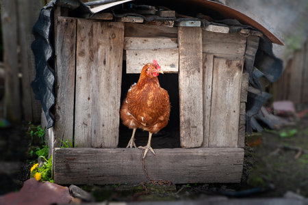 brown chicken. Chicken on the farm. Farm poultry close upの写真素材
