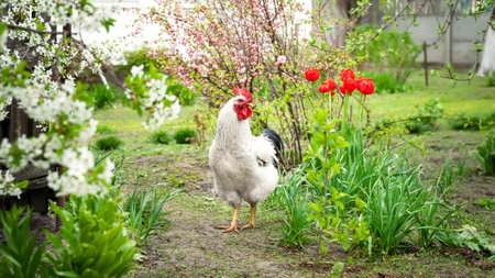 white cock. Rooster is free to graze in the garden. farm poultryの写真素材