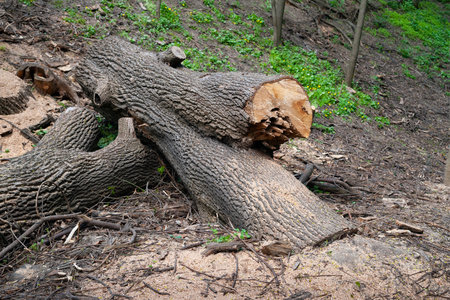 cut tree. Fallen tree sawn into logs. Sanitary clearing of forests and parks. concept of protecting natureの写真素材