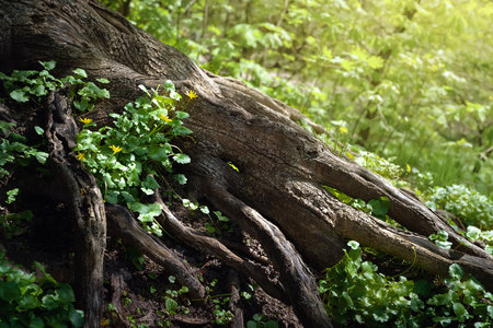 tree root. Spring flowers in rays of light between huge roots. Large ornate tree root. natural backgroundの写真素材