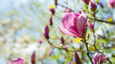 Magnolia flowering. Blossoming pink magnolia flowers on the branches close-up. Magnolia trees in the botanical garden. selective focus. natural abstract backgroundの写真素材