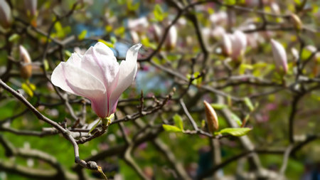 Magnolia flowering. Blossoming magnolia flowers on the branches close-up. Magnolia trees in the botanical garden. selective focus. natural abstract backgroundの写真素材