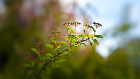 Leaves to the light. Glow of green foliage and buds of a bush in a sunbeam. Shallow depth of field....