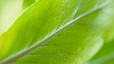 abstract green leaves. Blurred natural background. Shallow depth of field. selective soft focusの写真素材