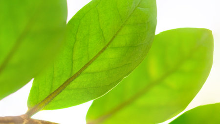 green leaves abstract. Green leaves blurred background. Shallow depth of field. selective soft focus
