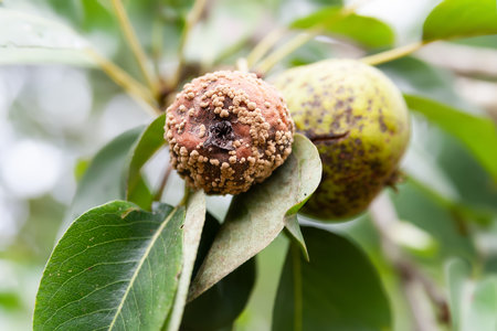 Bad peer. Spoiled pearl. diseased fruits on the tree. Sick fruit trees. gardening problems. selective soft focusの写真素材