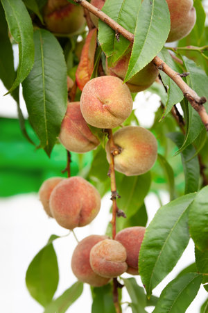 Peach fruit on a branch. Ripening of the peach. selective soft focusの写真素材