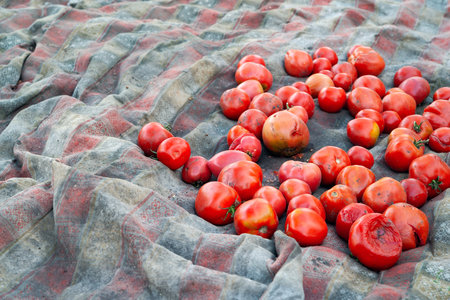 Rotten tomatoes. Spoiled tomatoes. Bad tomatoes are stacked in a pile. Selective focusの写真素材