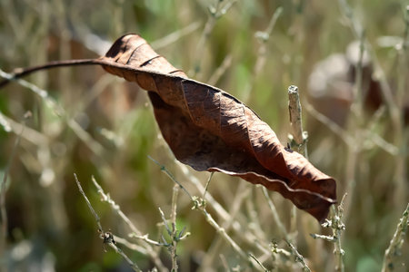Dry leaf. Dried leaf lies on dry grass. Selective soft focus