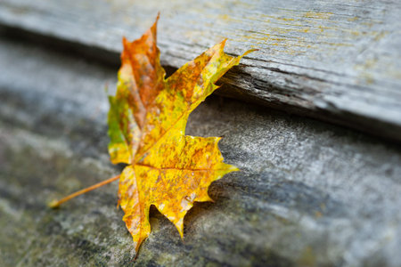 Wet maple leaf. Yellow leaf. Withering leaf close-up. Selective soft focus