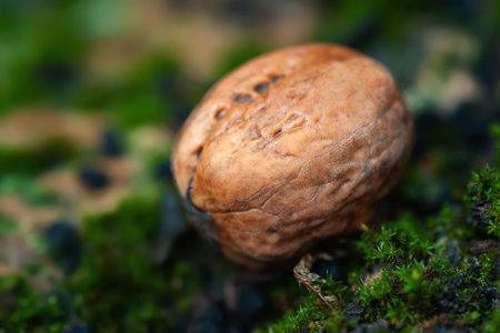 Wet walnut. Wet dirty walnut on green moss close-up. Country style. Rainy weather. Selective soft...