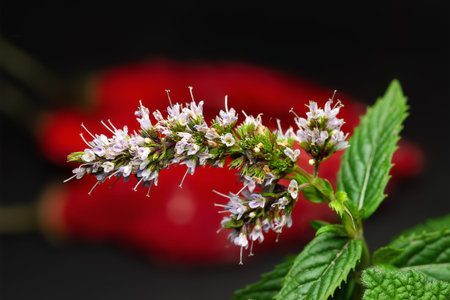 Blossom Mint. Close-up of peppermint flower. Selective soft focus