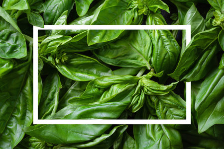 Green basil frame. Mockup with basil texture. Natural plant background. Soft focusの写真素材