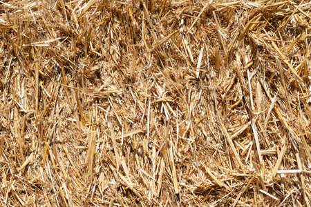 Hay texture. A pile of golden yellow hay close-up. Straw for background. Hay tightly bound into a bale. Selective focusの写真素材