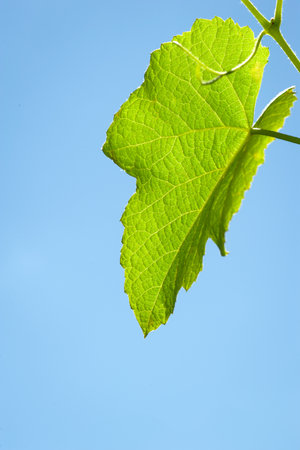 Grape leaf. Fresh green grape leaf against blue sky background. Copy space. Natural backgroundの写真素材