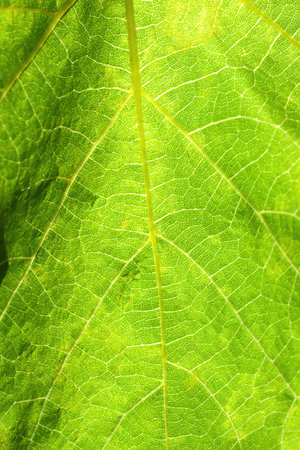 Grape leaf. Fresh green grape leaf texture closeup. Natural backgroundの写真素材