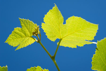 Grape leaves. Young green leaves of grapes on a branch against the blue sky. Natural backgroundの写真素材