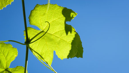 Grape leaf. Fresh green grape leaf on a branch against the blue sky. Natural backgroundの写真素材