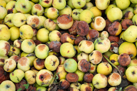 Rotting apples. Heap of rotting apples. Selective soft focus