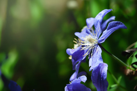 Blue flower. Climbing garden flower close-up. Selective soft focus