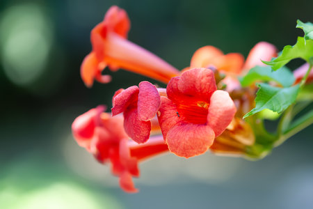 Red-orange flower Campsis. Curly garden flower. Selective soft focusの写真素材