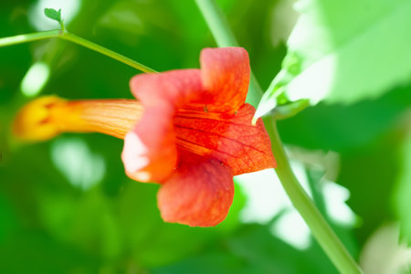 Red-orange flower Campsis. Climbing garden flower. Soft focus