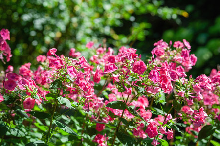 Phlox flowers. Pink Phlox flowers in the garden. Selective soft focusの写真素材