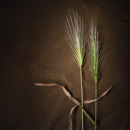 Spikelets of grass. Drying ears of grass on fabric. Still life on a dark backgroundの写真素材