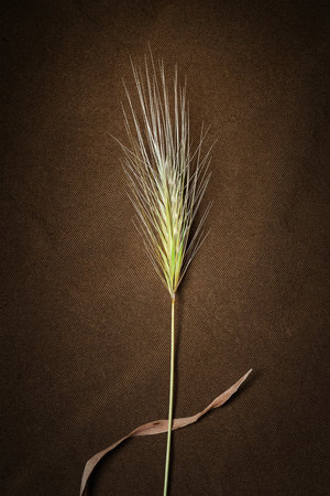 Spikelets of grass. Drying spikelets of grass on fabric. Still life on a dark backgroundの写真素材