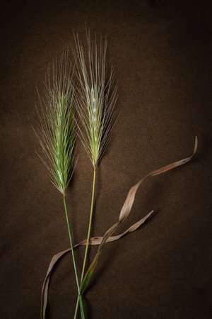 Spikelets of grass. Drying spikelets of grass on fabric close-up. Still life on a dark backgroundの写真素材