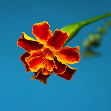 Marigold flower close-up on blue background. Selective soft focusの写真素材